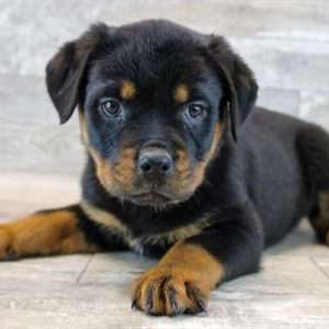 Rottweiler 2249