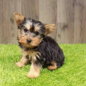 Silky Terrier 1476