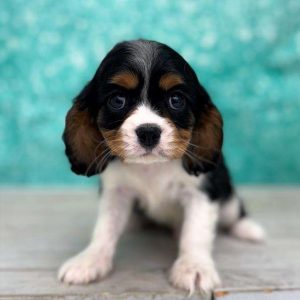 Cavalier King Charles 3349