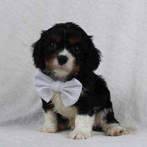 Cavalier King Charles 5033