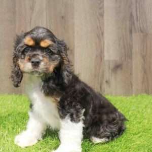 Cocker Spaniel 1572