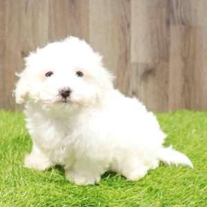 Coton De Tulear 1724