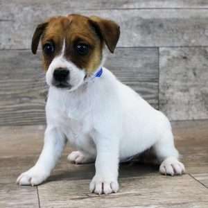 Jack Russell Terrier 9512