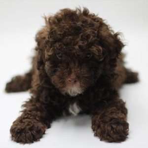 Mini Poodle 0124