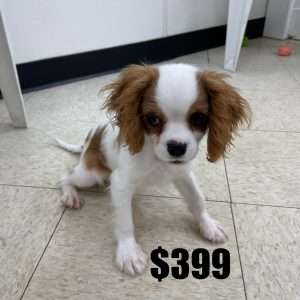 Cavalier King Charles 3015