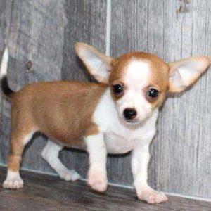 Chihuahua 5270