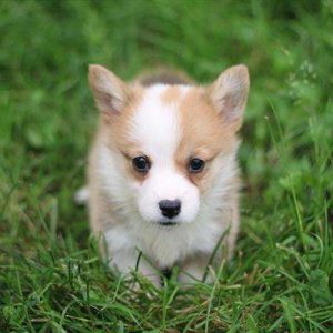 Pembroke Welsh Corgi 2077