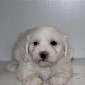 Coton De Tulear 0762
