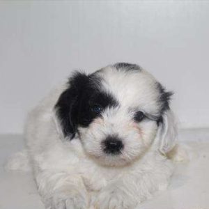 Coton De Tulear 0765