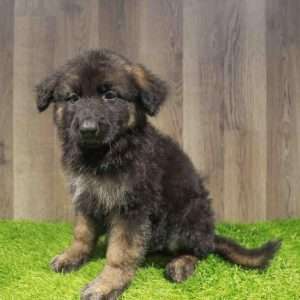 German Shepherd 4095
