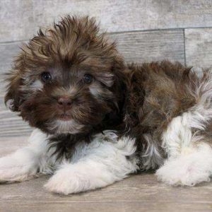 Havanese 1885