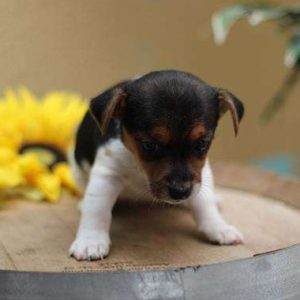Jack Russell 2446