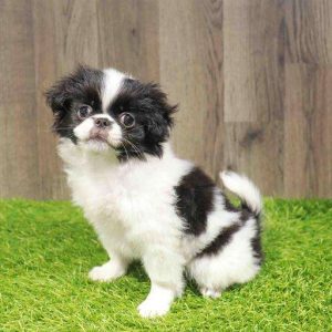 Japanese Chin 4402