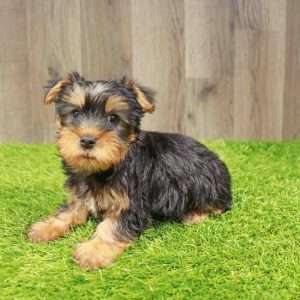 Silky Terrier 4413