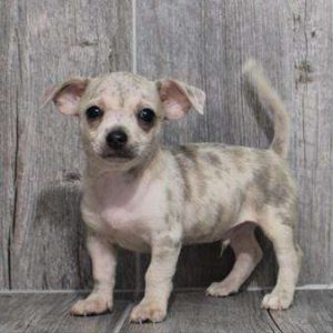 Chihuahua 5287