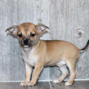 Chihuahua 5711