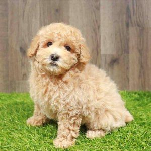Mini Poodle 2917