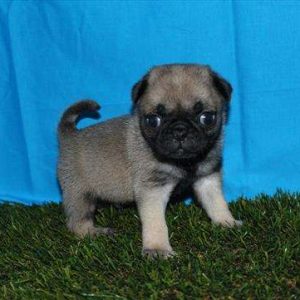 Pug 8304