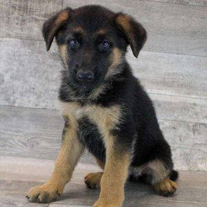 German Shepherd 1708