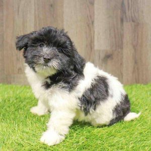 Havanese 6291