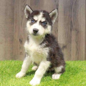 Siberian Husky 6459