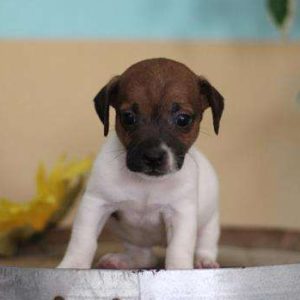 Jack Russell 2504