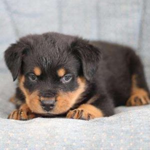 Rottweiler 2234