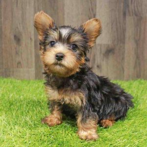 Silky Terrier 4572