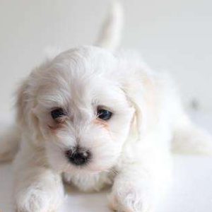 Coton De Tulear 2187
