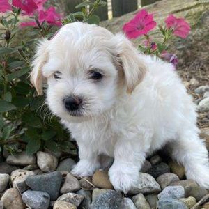 Havanese 3167
