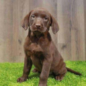Labrador Retriever 6815
