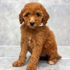 Mini Poodle 3491