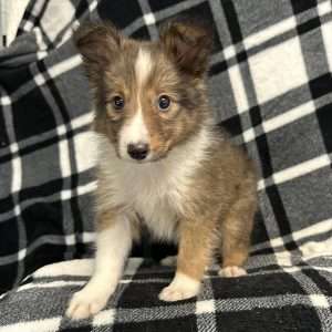 Shetland Sheepdog 1480