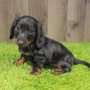 Dachshund 6605