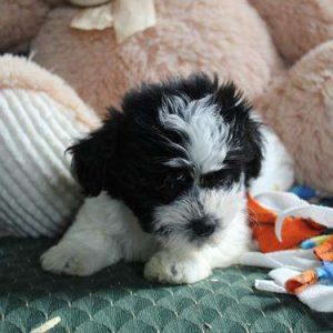 Havanese 2161