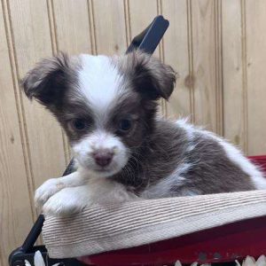 Havanese 2869