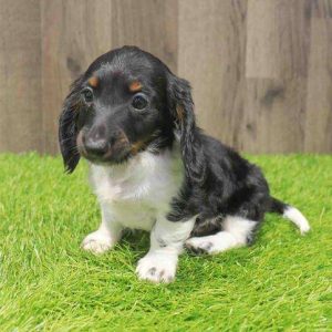Dachshund 6514