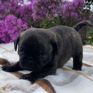 Pug 4445