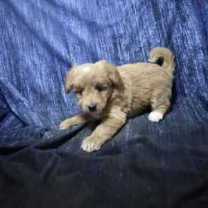 Cavalier King Charles Spaniel X Shiba Inu 5640