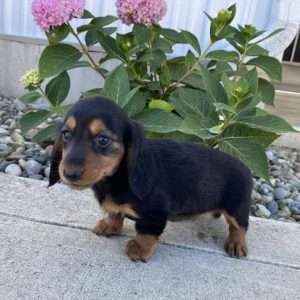 Dachshund 4007