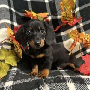 Dachshund 3037