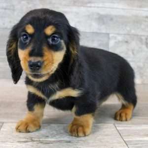 Dachshund 0745