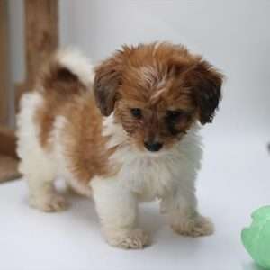 Dachshund / Havanese 8487
