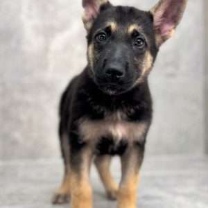 German Shepherd 7010