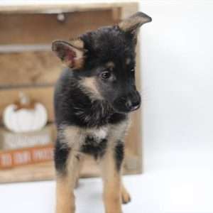 German Shepherd 8944