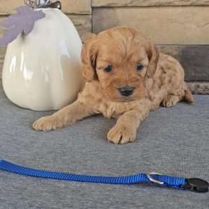 Miniature Goldenpoo 2217