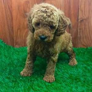 Miniature Poodle 3401