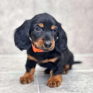 Dachshund 7076
