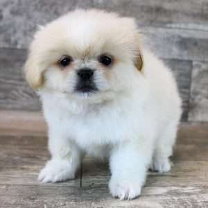 Pekingese 2129
