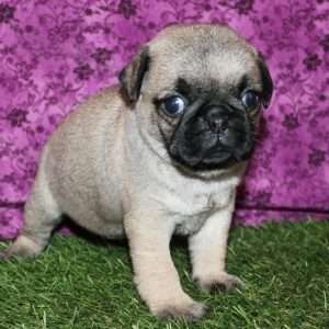 Pug 7563